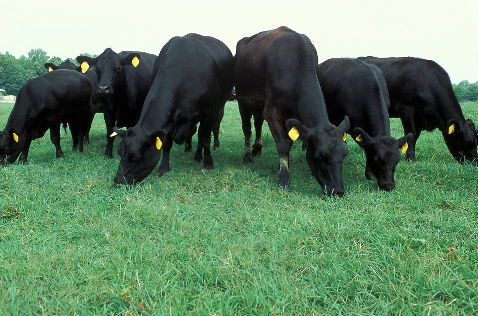10144-black-angus-cows-grazing-in-a-pasture-pv